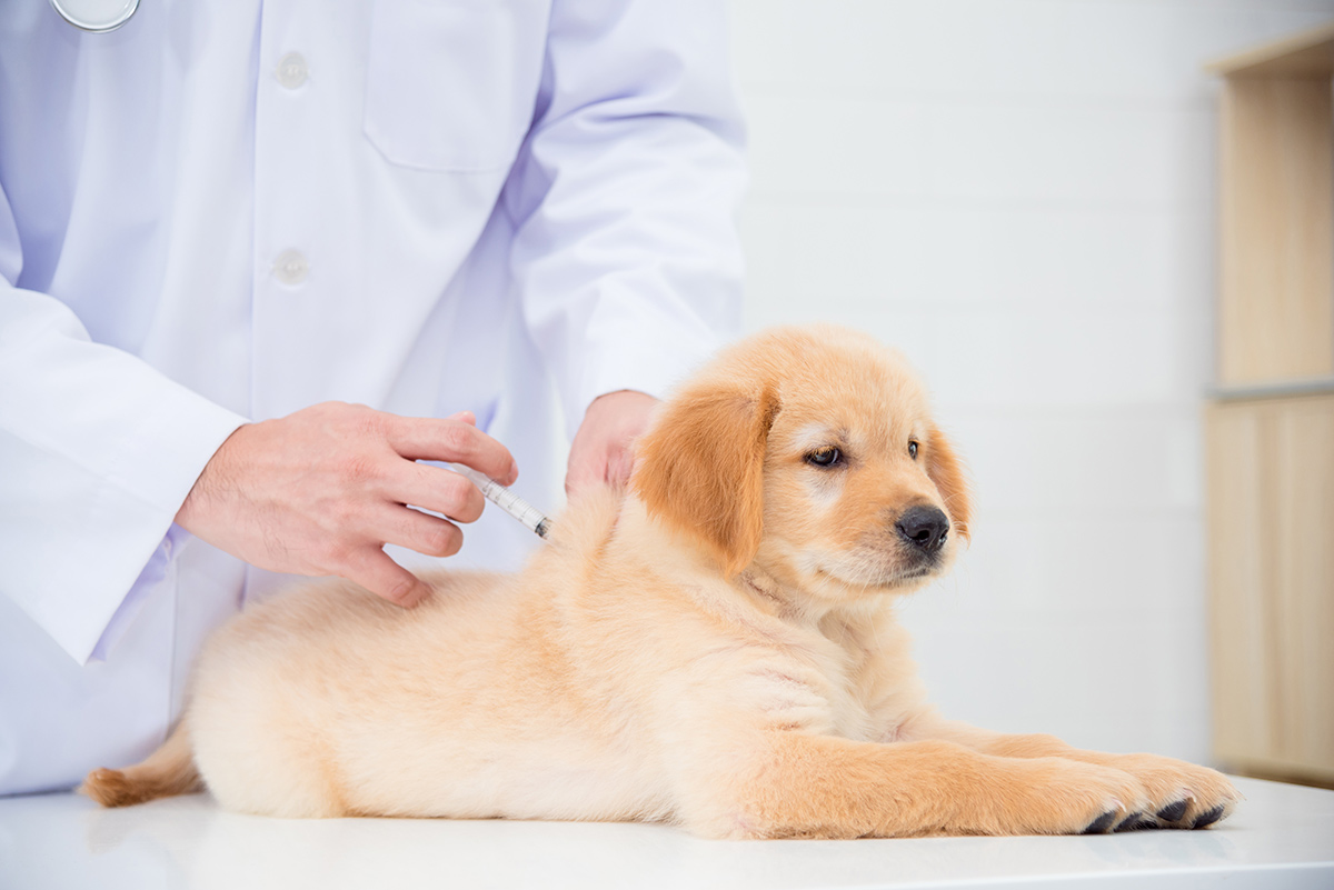 狂犬病注射